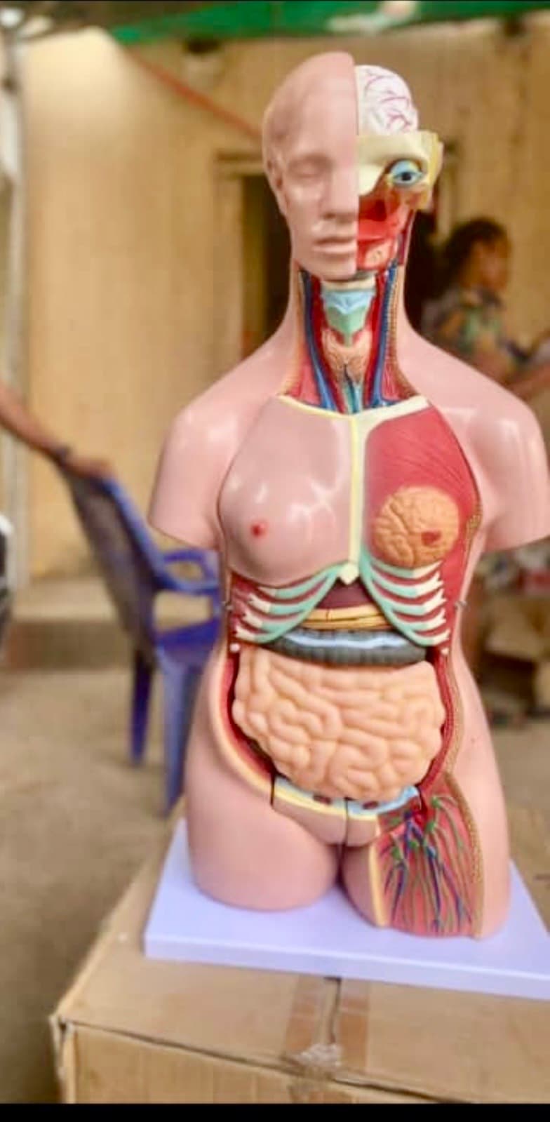 dual-sex (unisex) torso