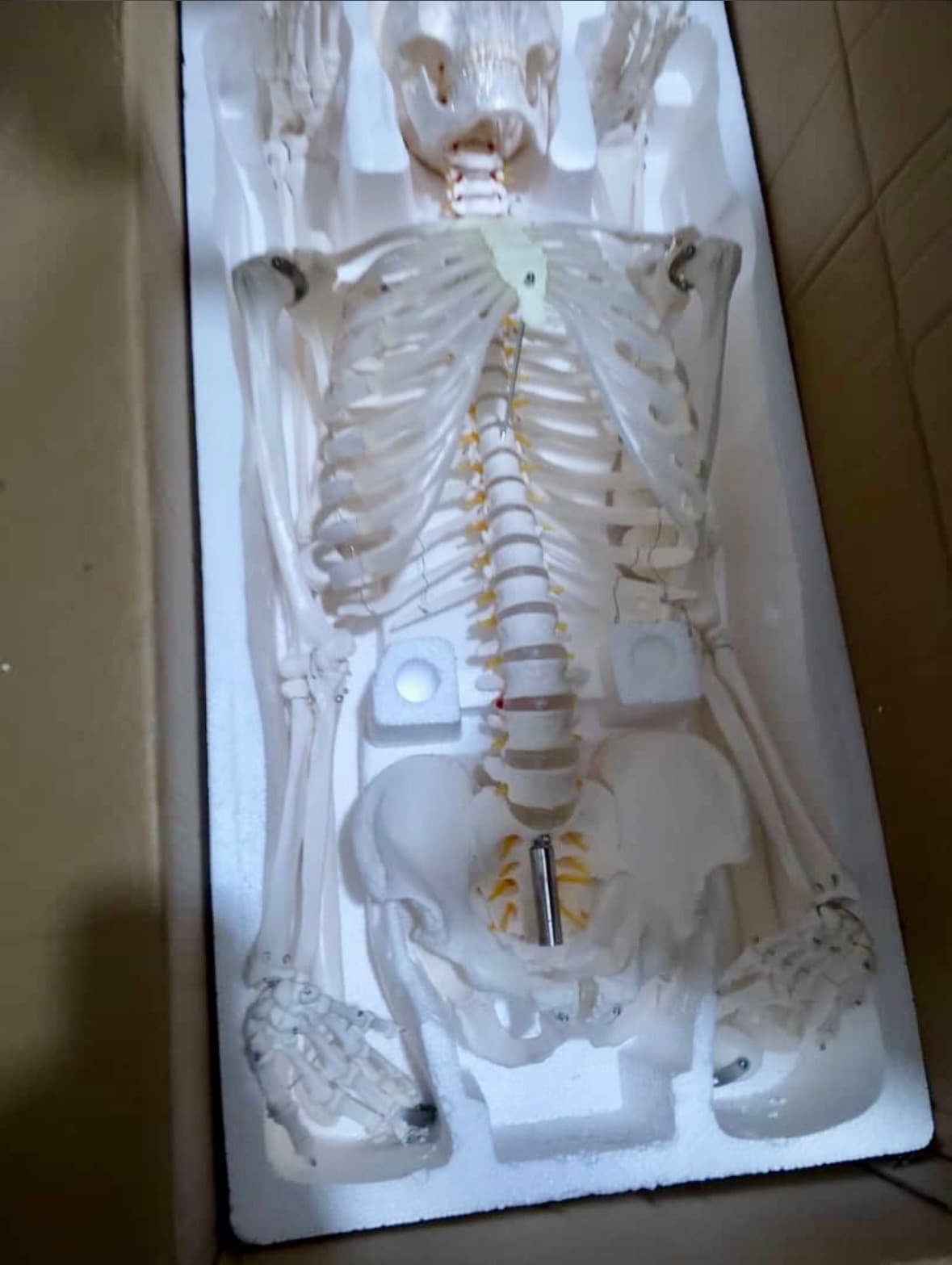Life-Size Human Skeleton Model