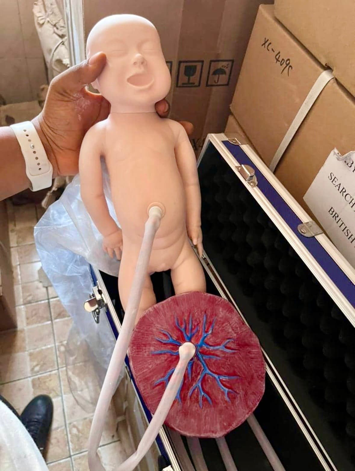 Neonatal Umbilical Cord and Placenta Model
